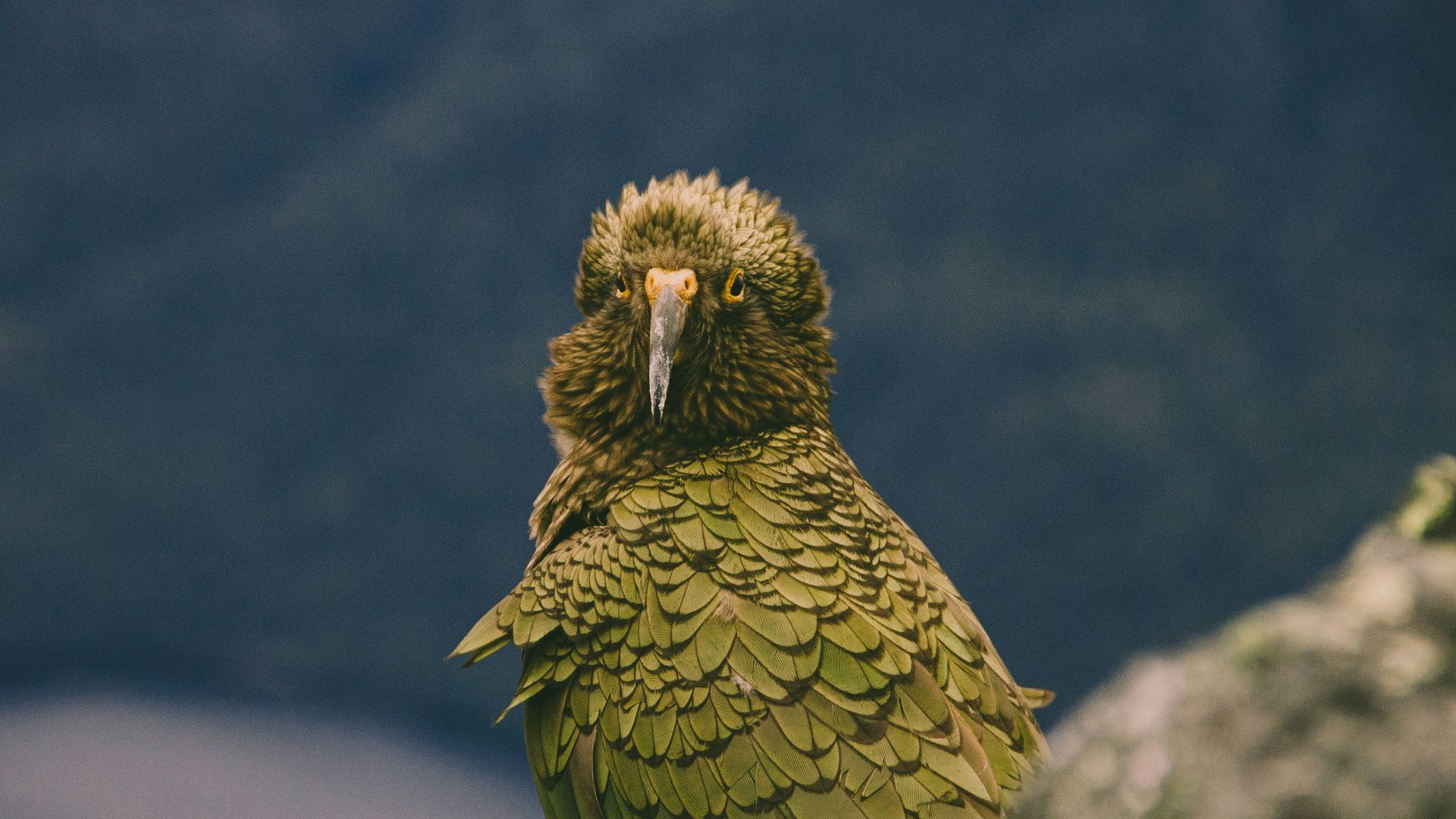 green bird on gray rock