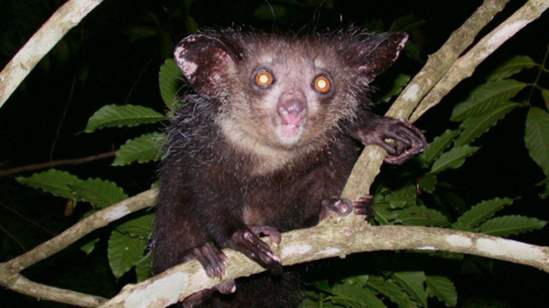File:Aye-aye (Daubentonia madagascariensis) 2.jpg