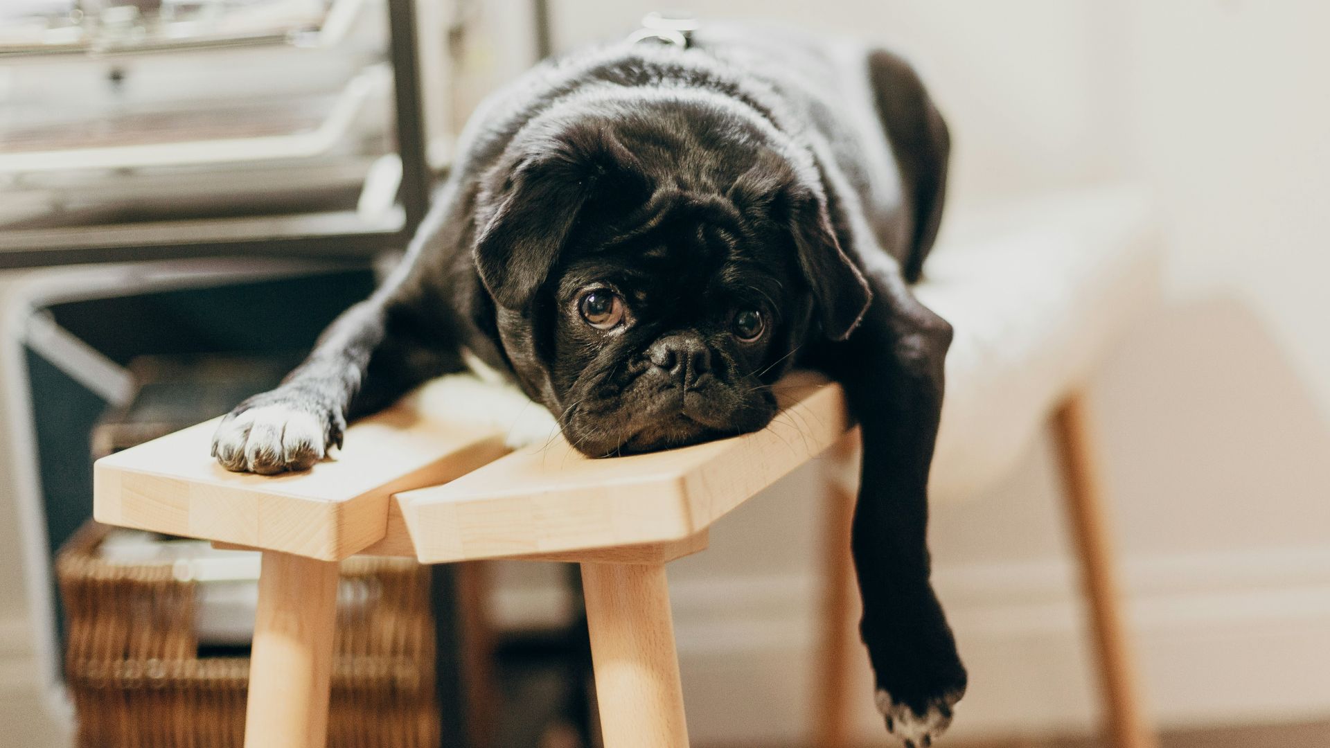 black pug puppy on brown wooden chair