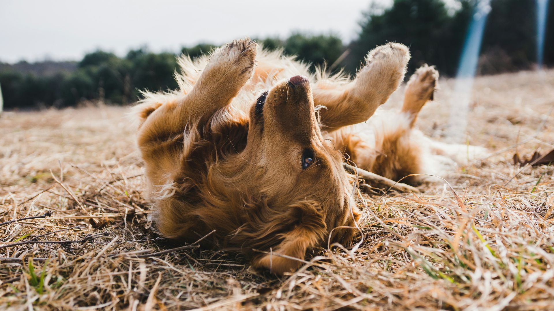 adult gold golden retriever lying on floor