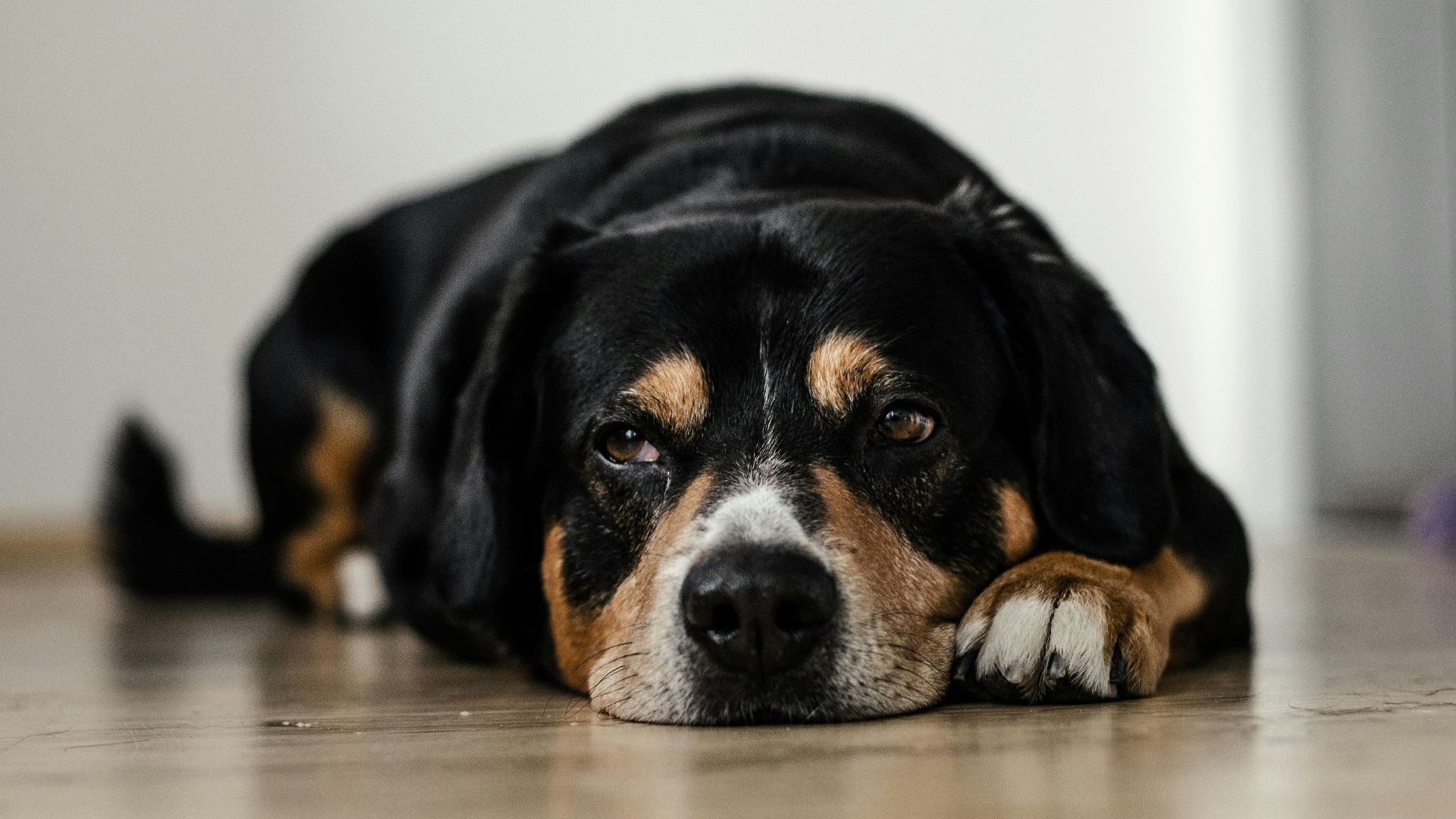 short-coated black and brown dog lying down on brown surface