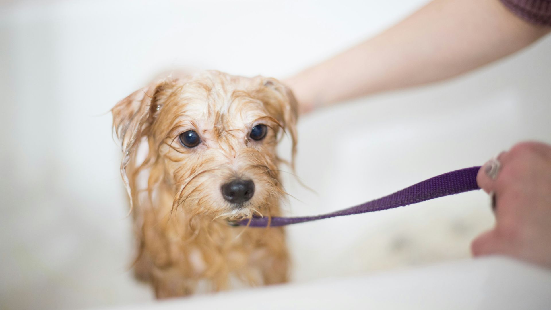 brown long coated small dog