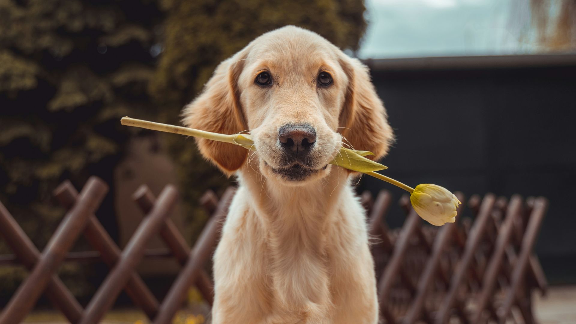 yellow Labrador retriever biting yellow tulip flower