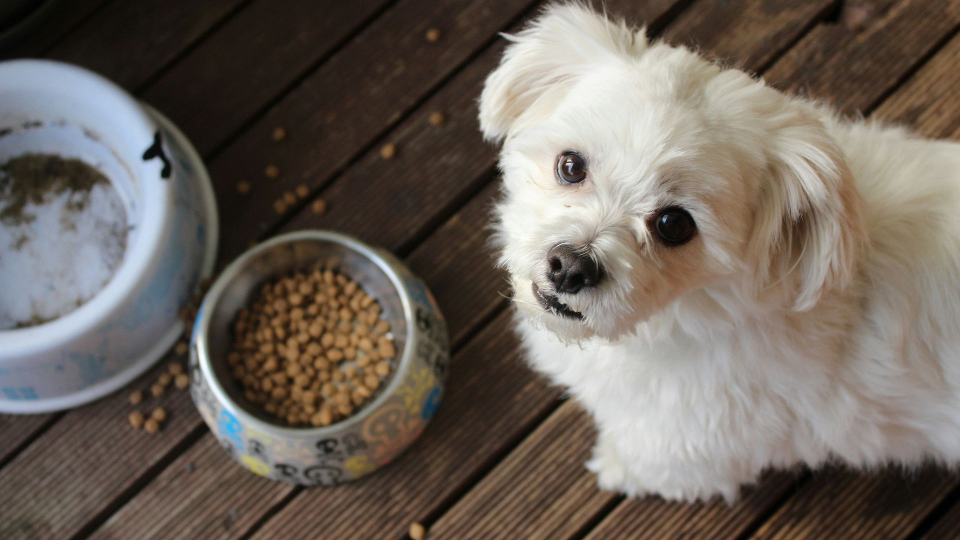 white long coat small dog on brown wooden floor