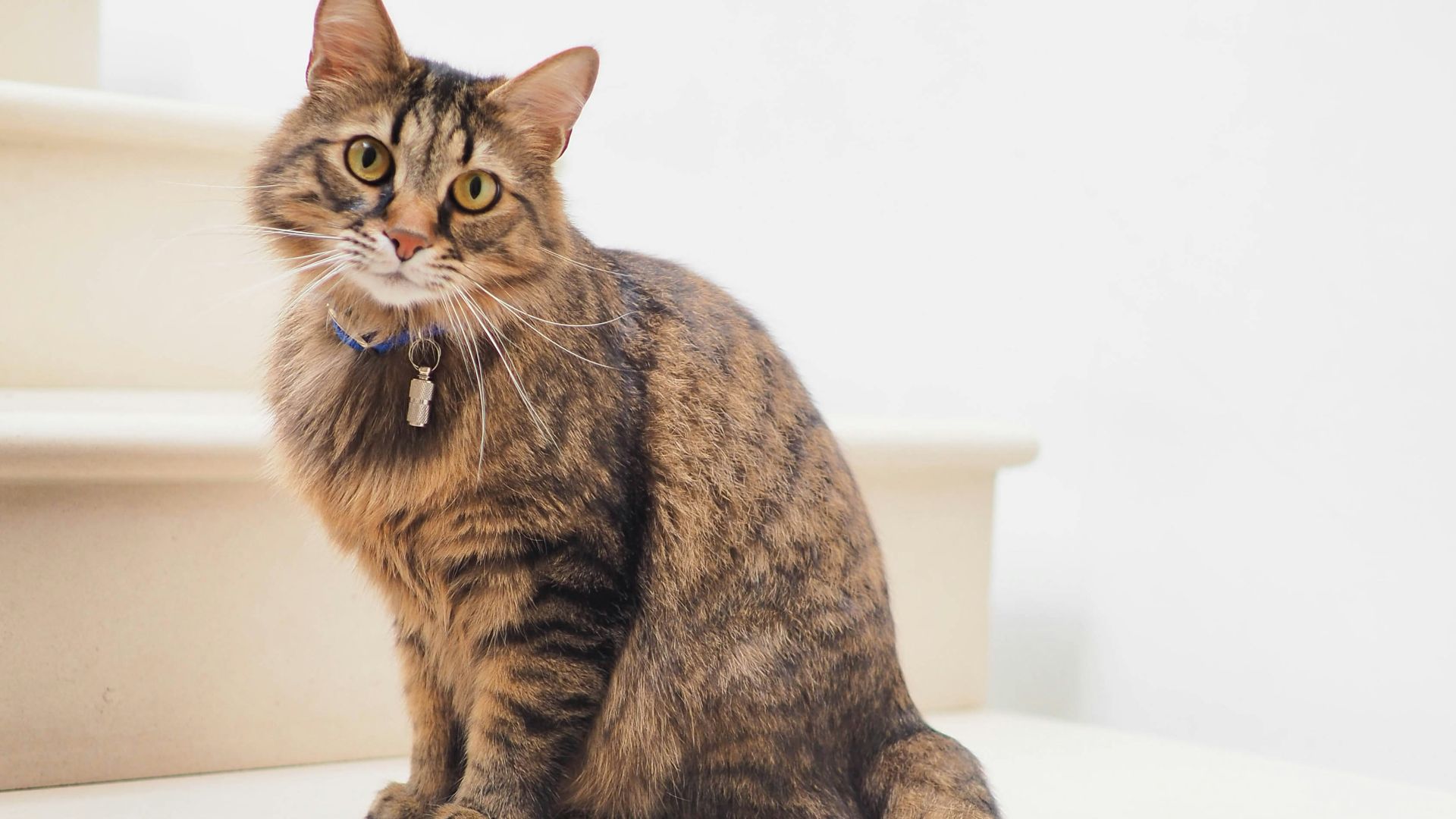 brown tabby cat on white stairs