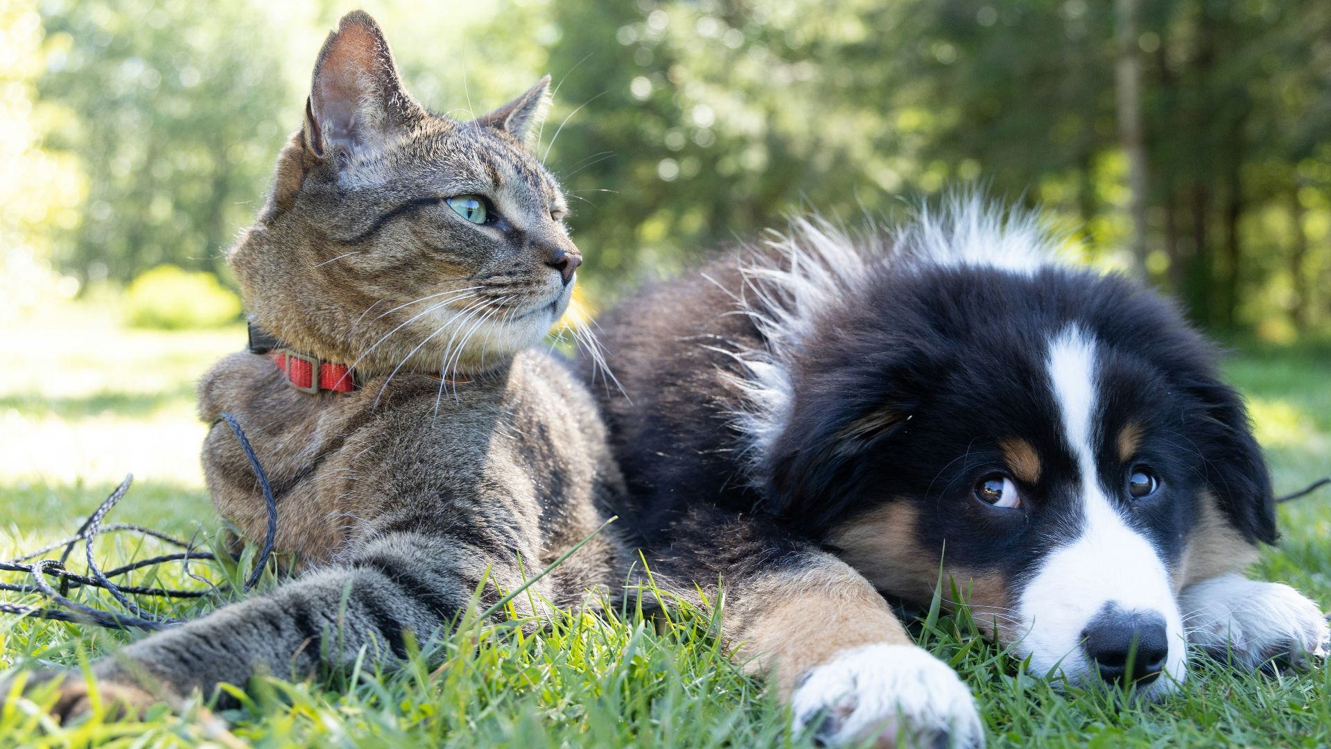 a dog and a cat laying in the grass
