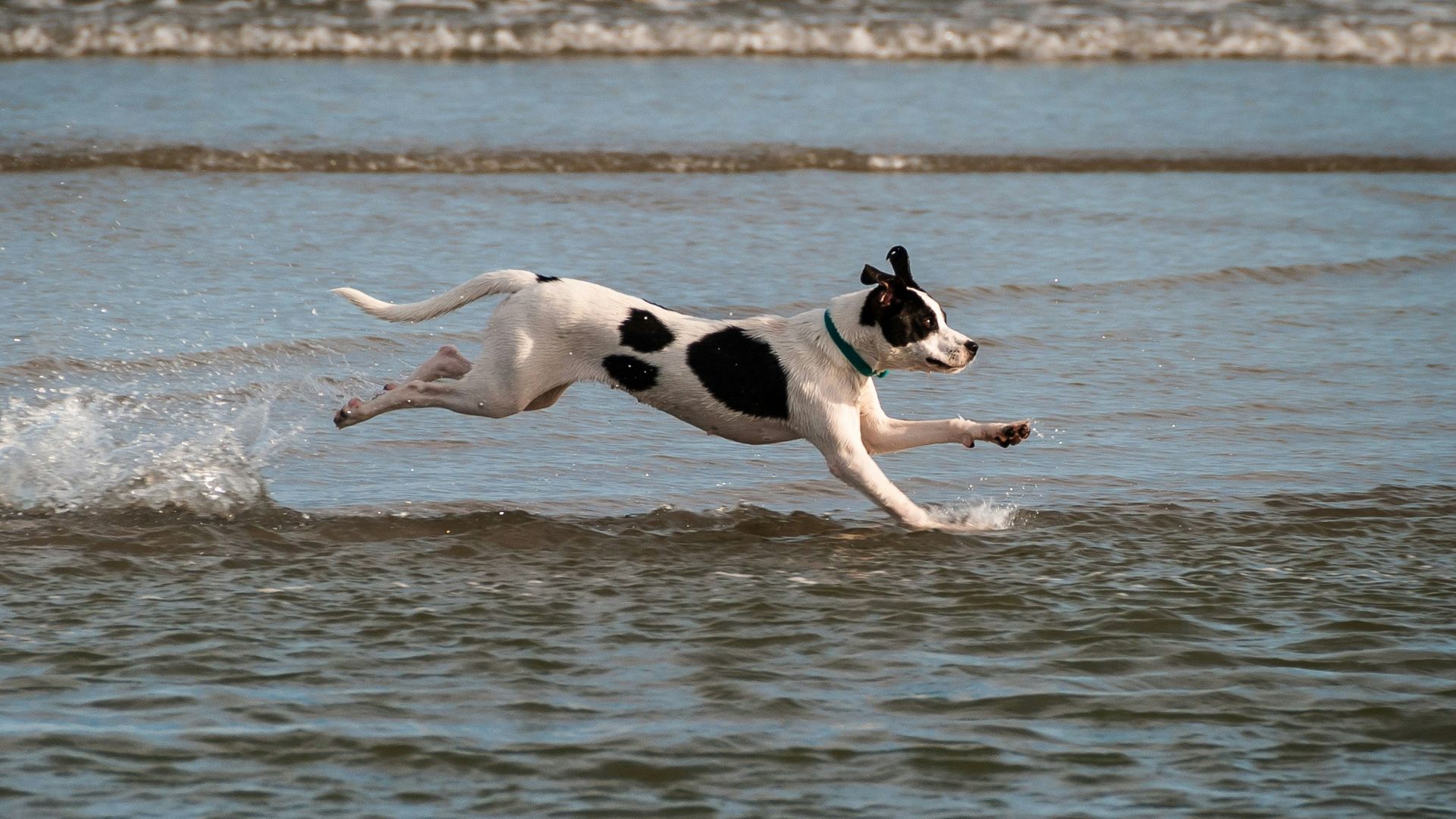 dog running on water