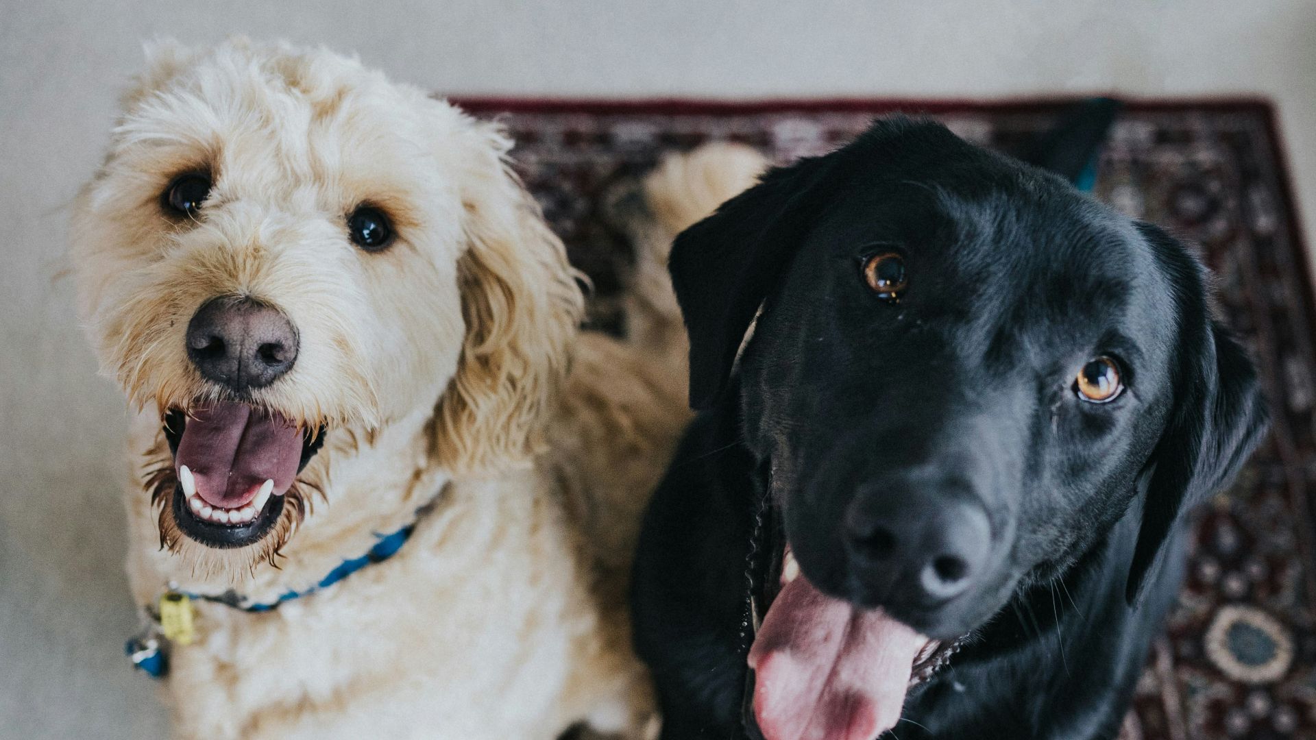 two dogs sitting on maroon area rug