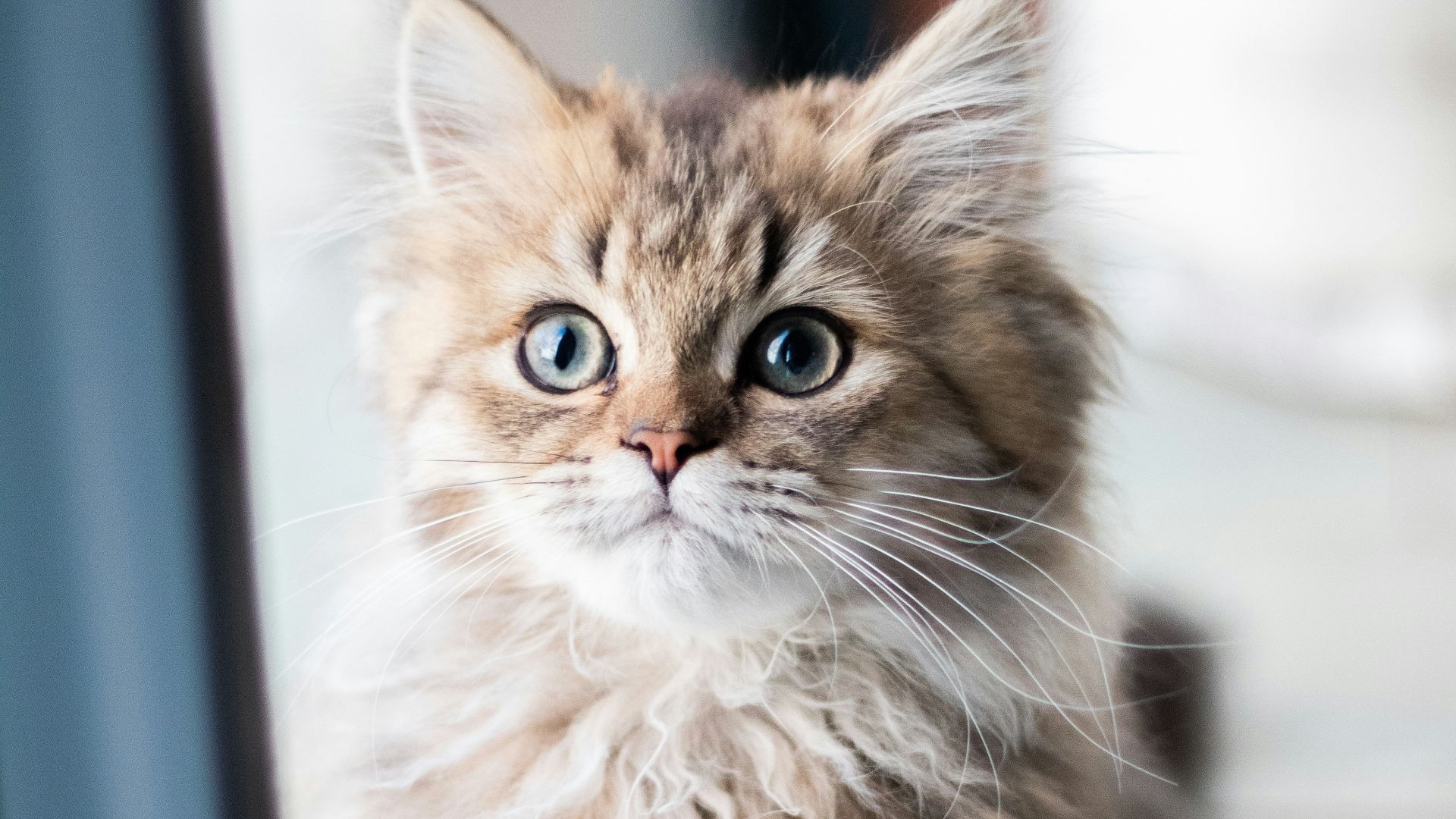 grey and brown tabby cat
