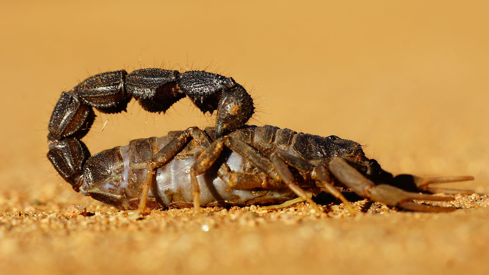 black and gray crab on brown sand