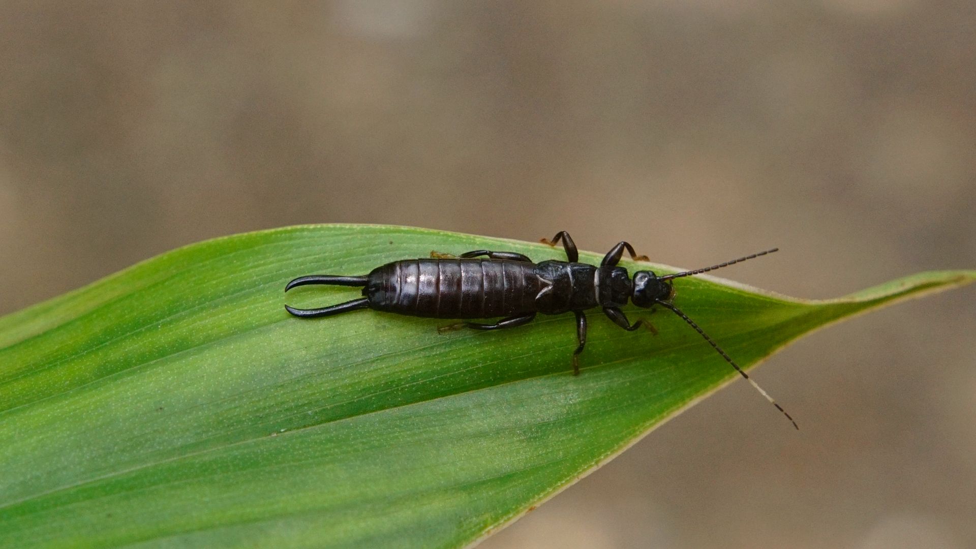 File:Dermaptera (Earwig) 7718.jpg
