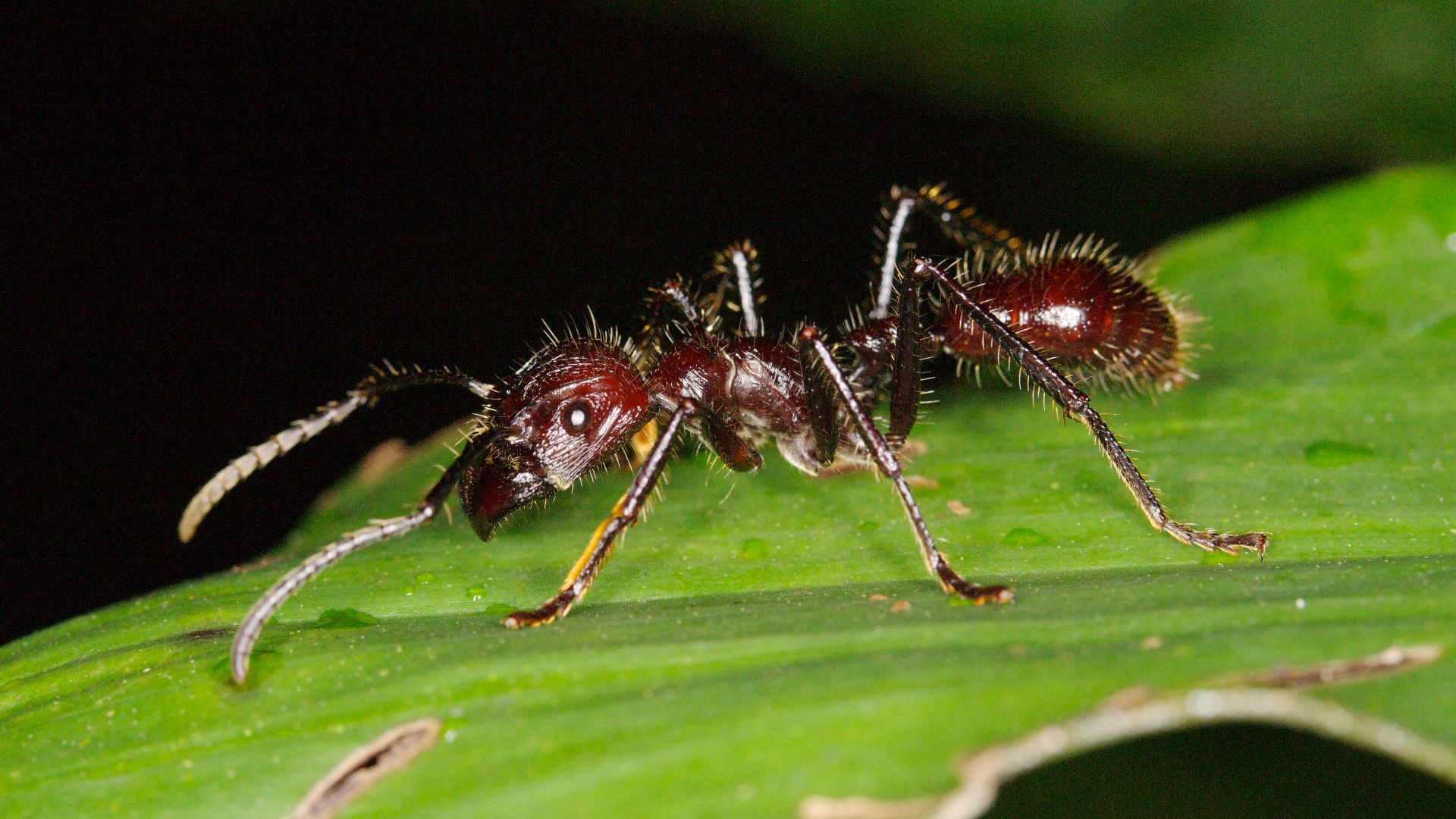 File:Paraponera clavata (14336838450).jpg