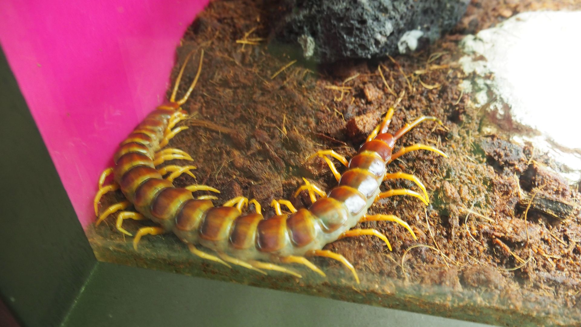 File:Scolopendra gigantea, Sunshine Aquarium.jpg