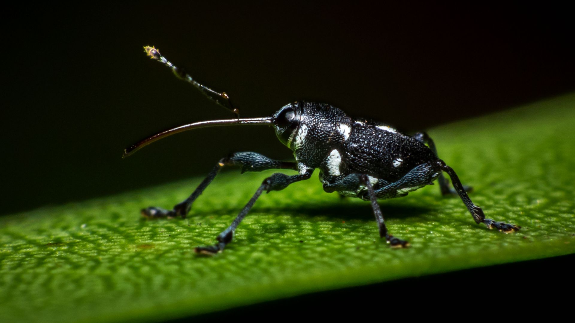 File:Weevil (8349366224).jpg