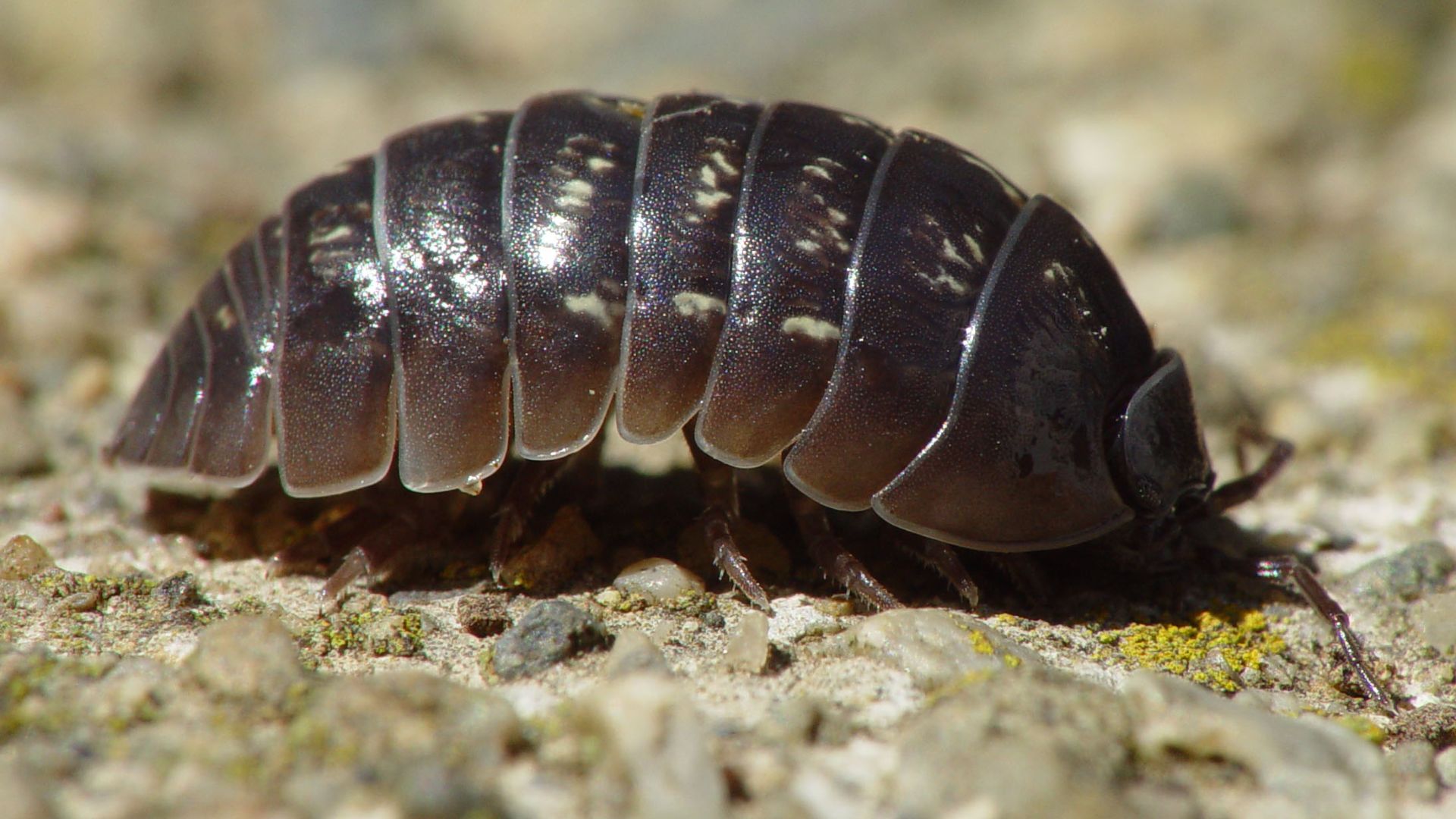 File:Armadillidium vulgare 001.jpg