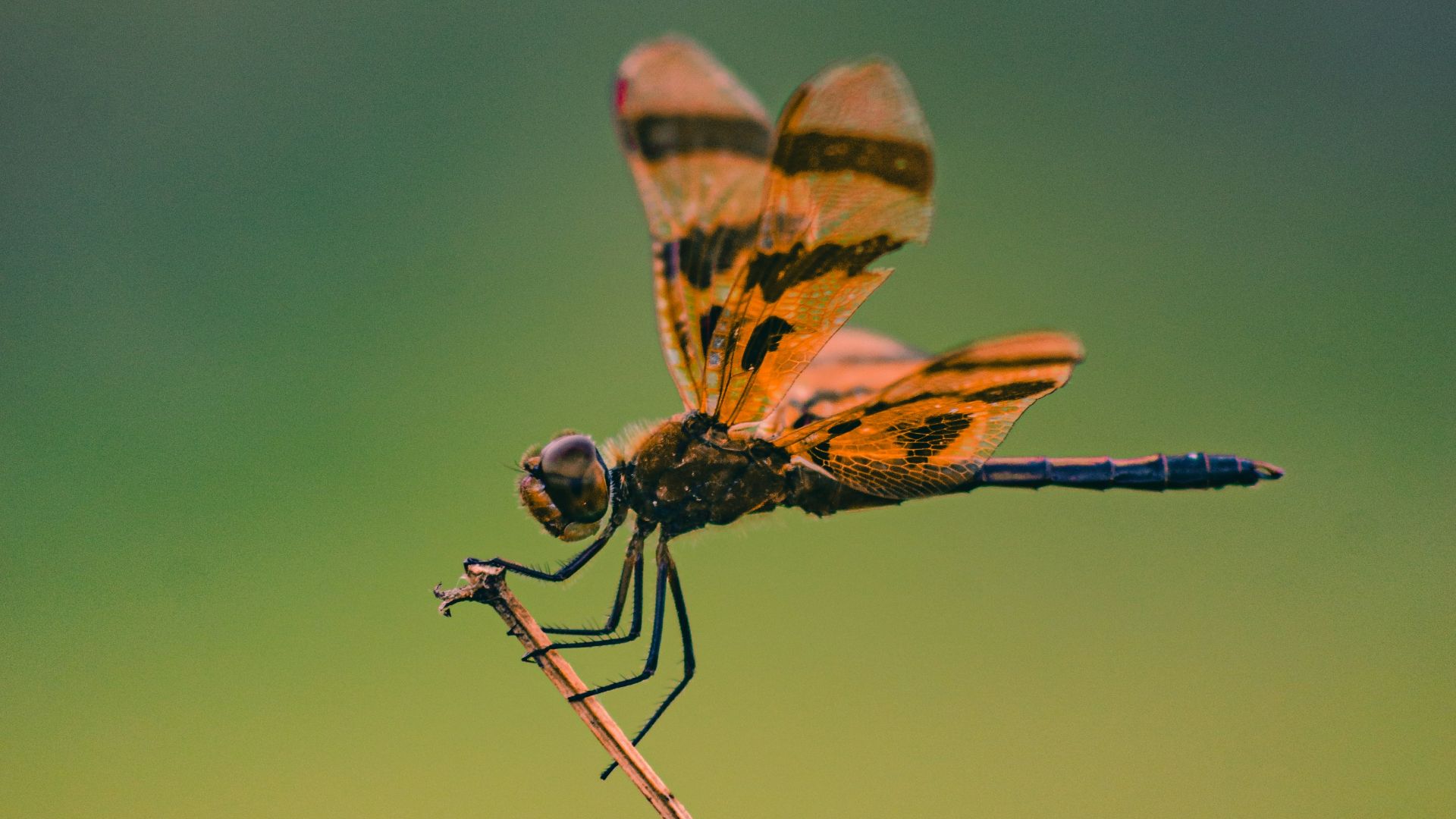 brown and black dragonfly in close up photography during daytime