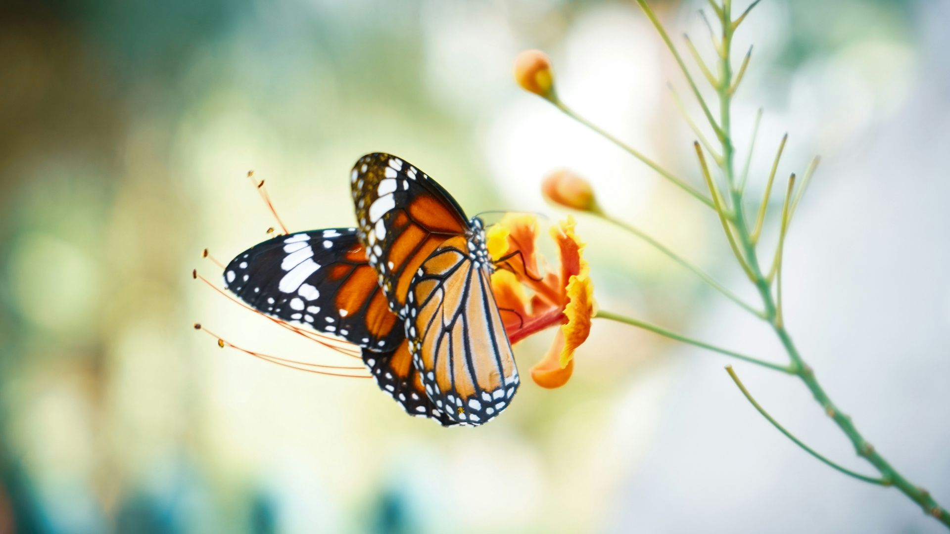 monarch butterfly perched on orange flower in close up photography during daytime
