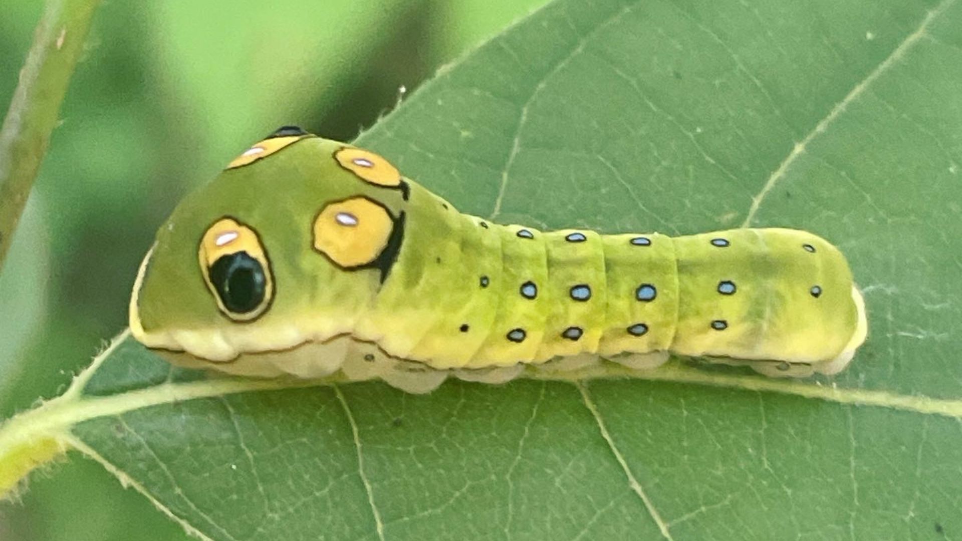 File:Spicebush Swallowtail caterpillar (Papilio troilus).jpg