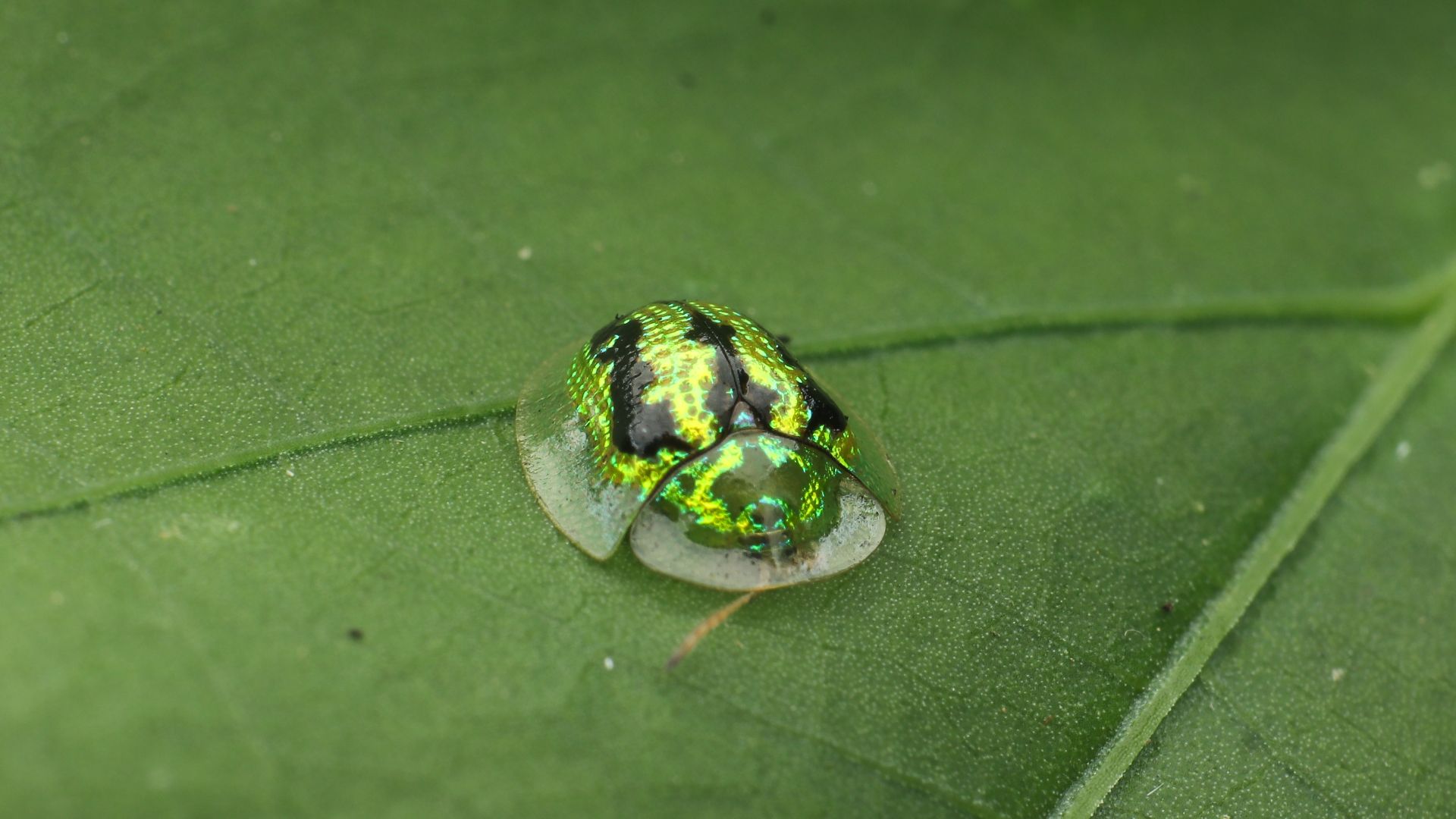 File:Metallic green tortoise beetle.jpg