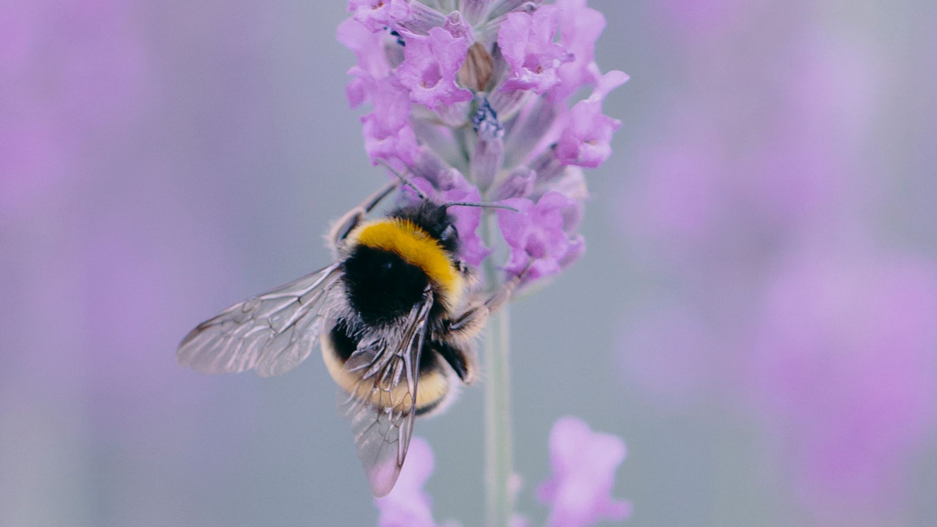 yellow and black bee on purple flower
