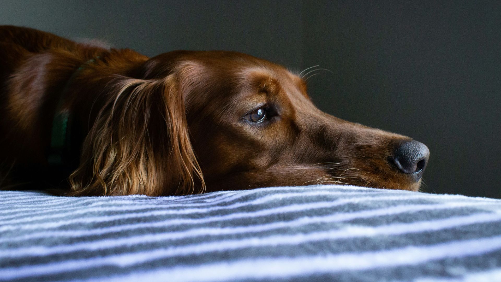 short-coat brown dog lying on blue and white striped bedspread