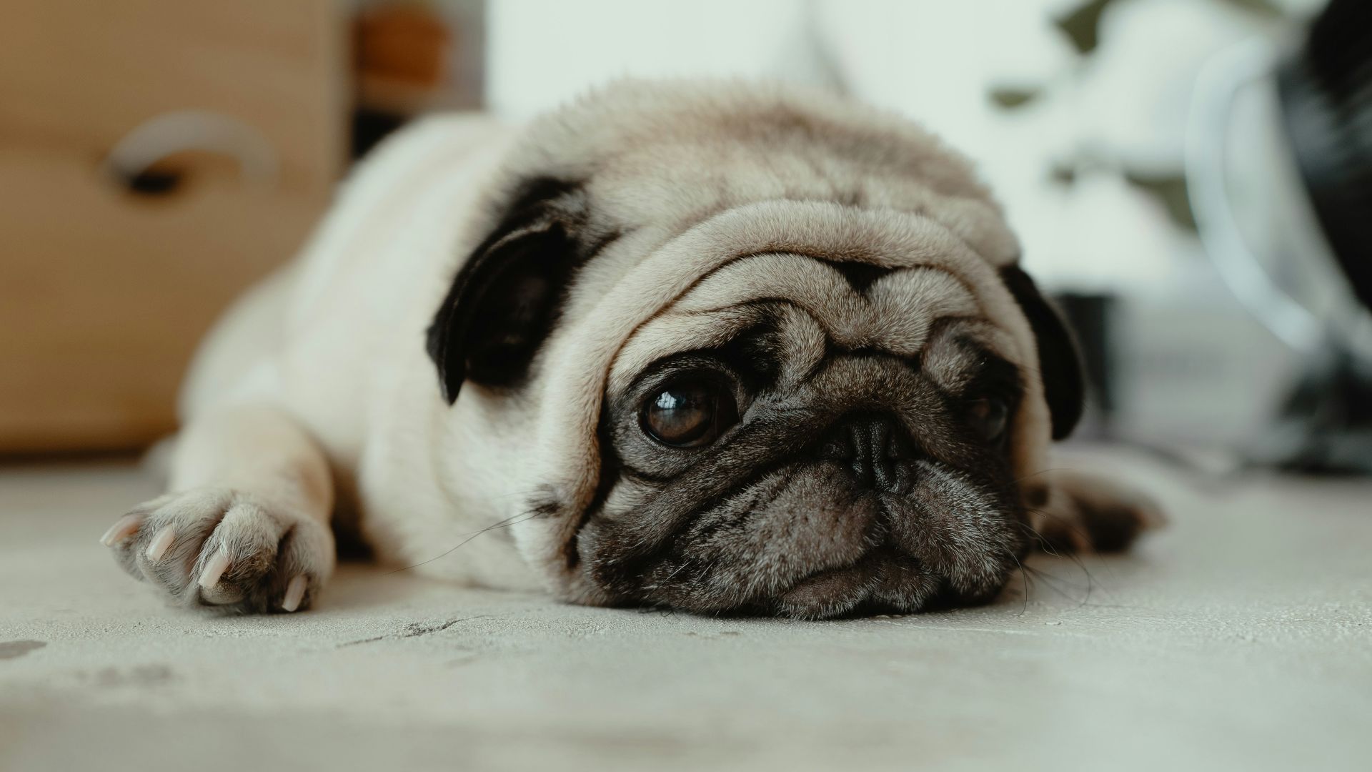 fawn pug puppy laying on ground