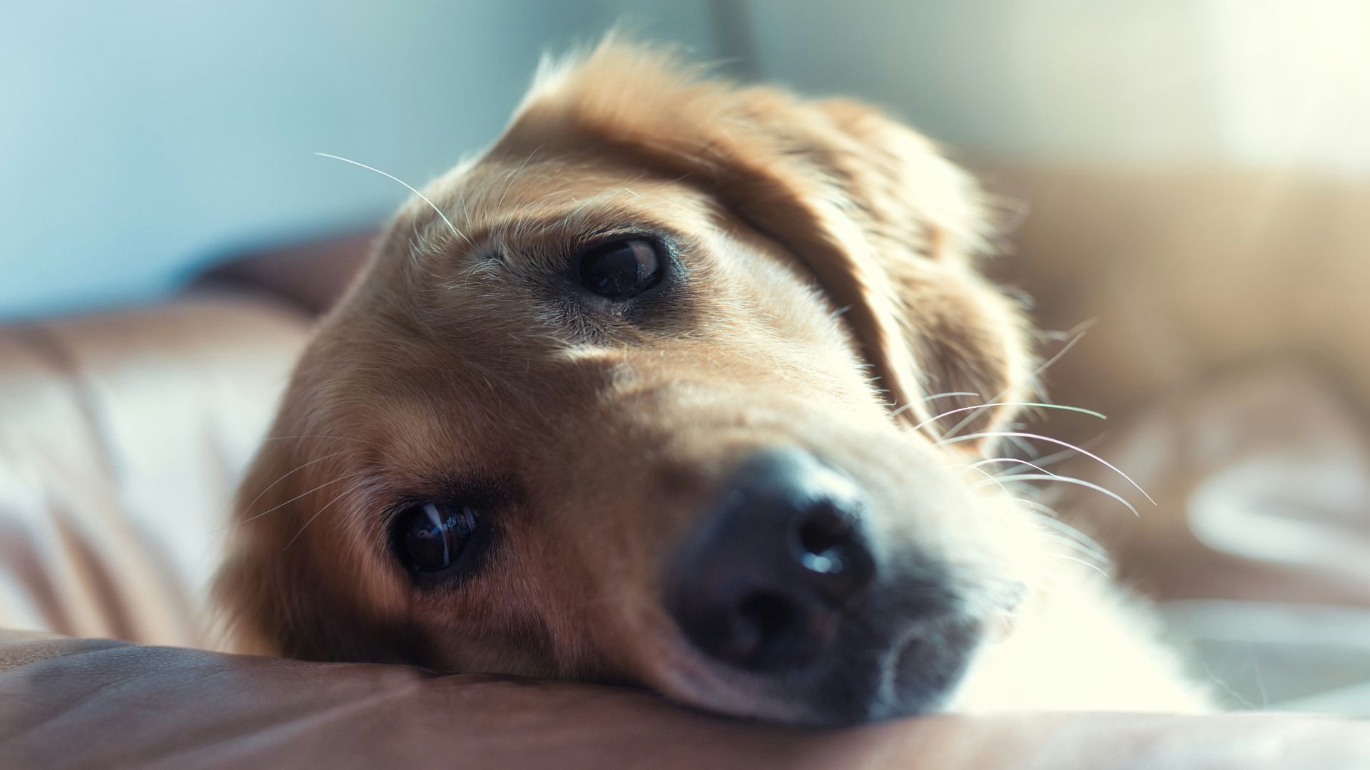 golden retriever lying on floor