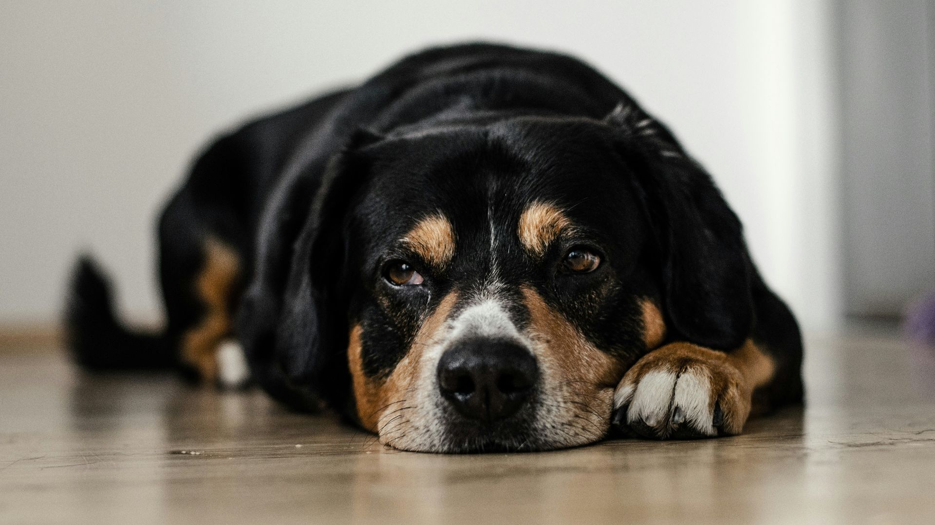 short-coated black and brown dog lying down on brown surface