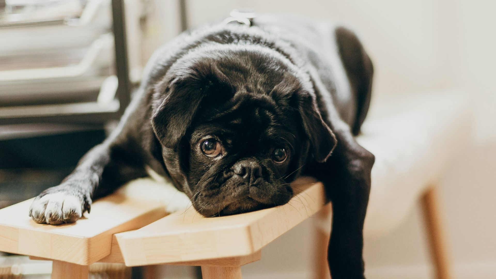 black pug puppy on brown wooden chair