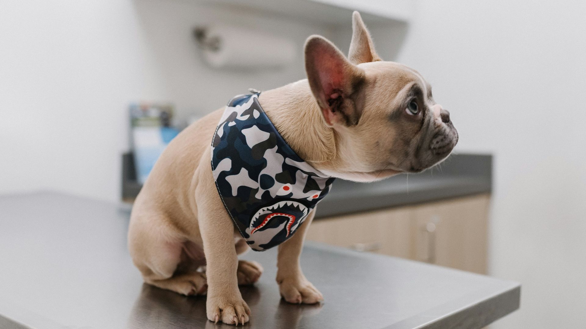 white french bulldog wearing blue and white polka dot shirt