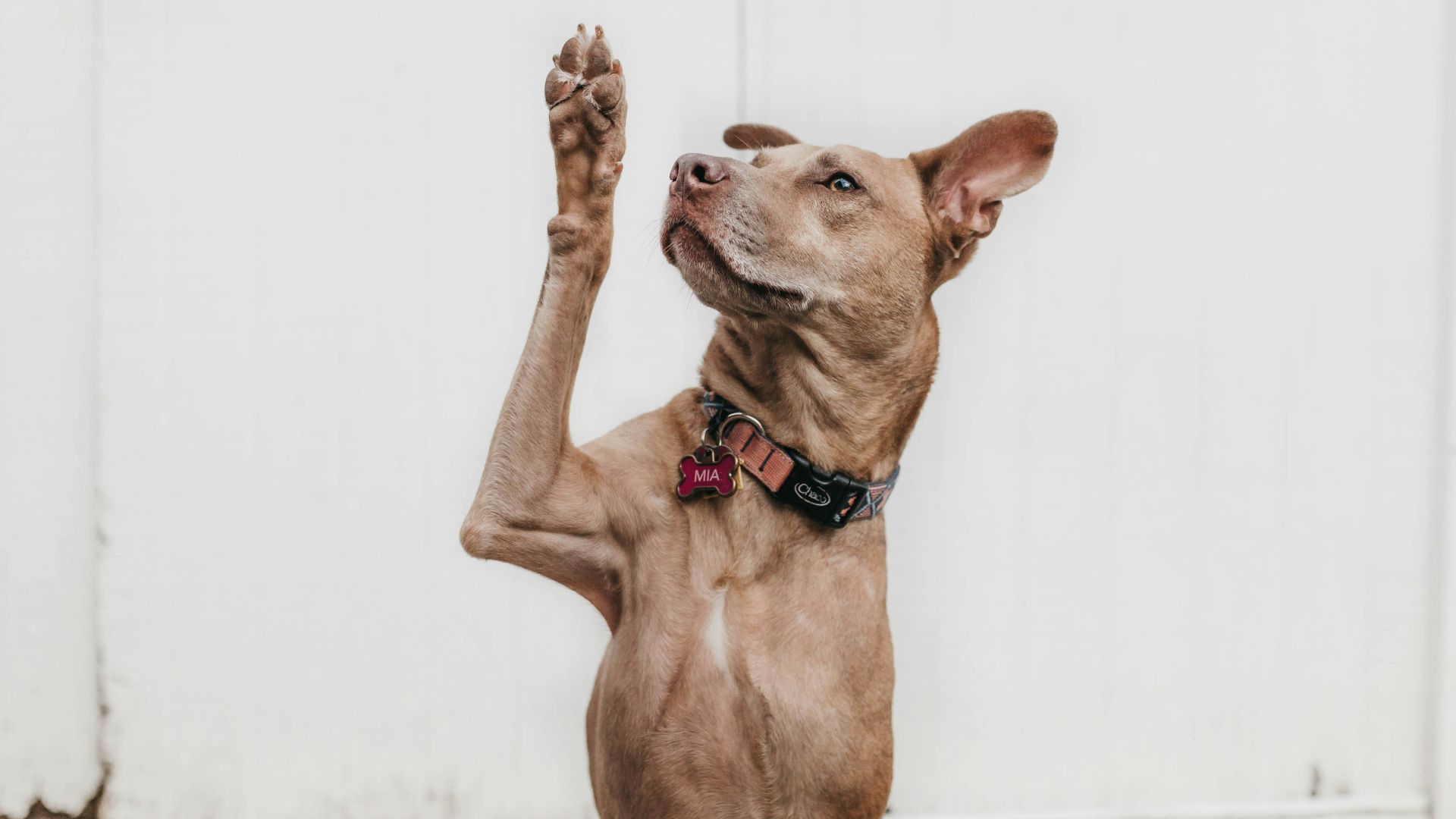 short-coated brown dog