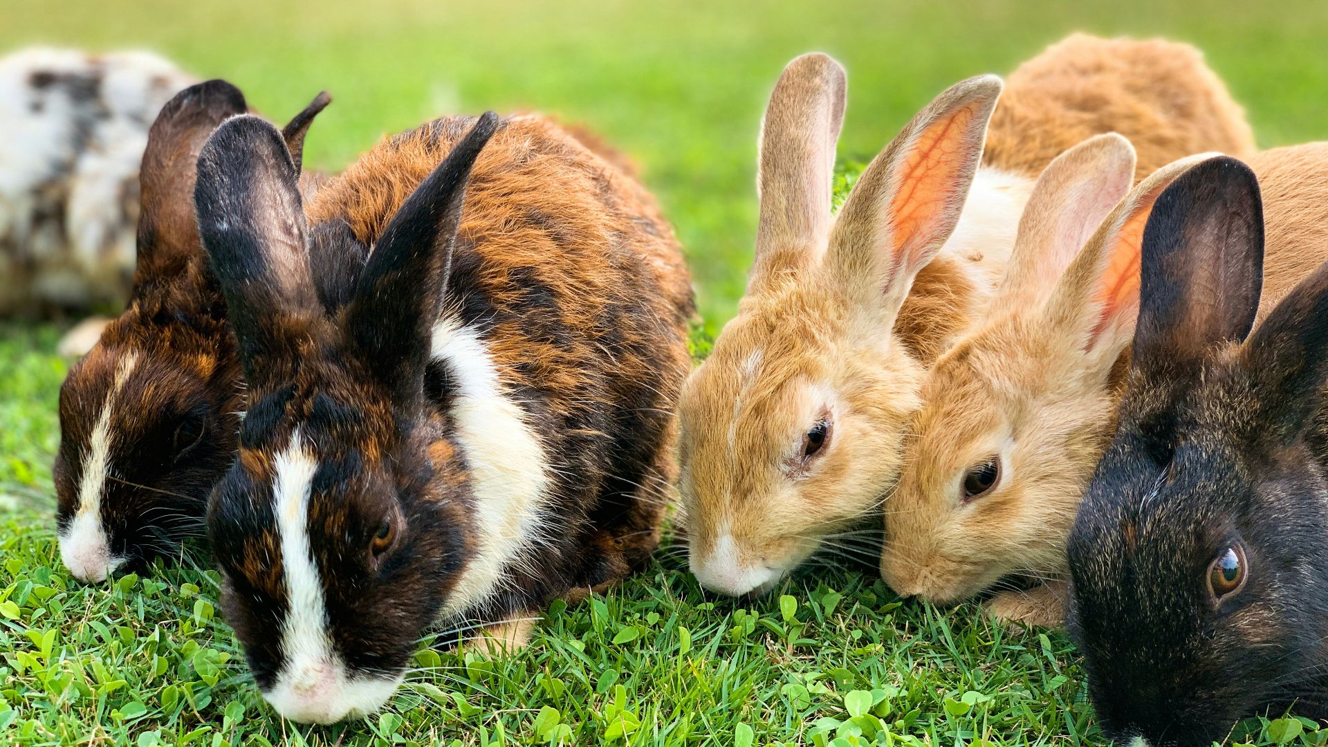 brown and black rabbit on green grass during daytime