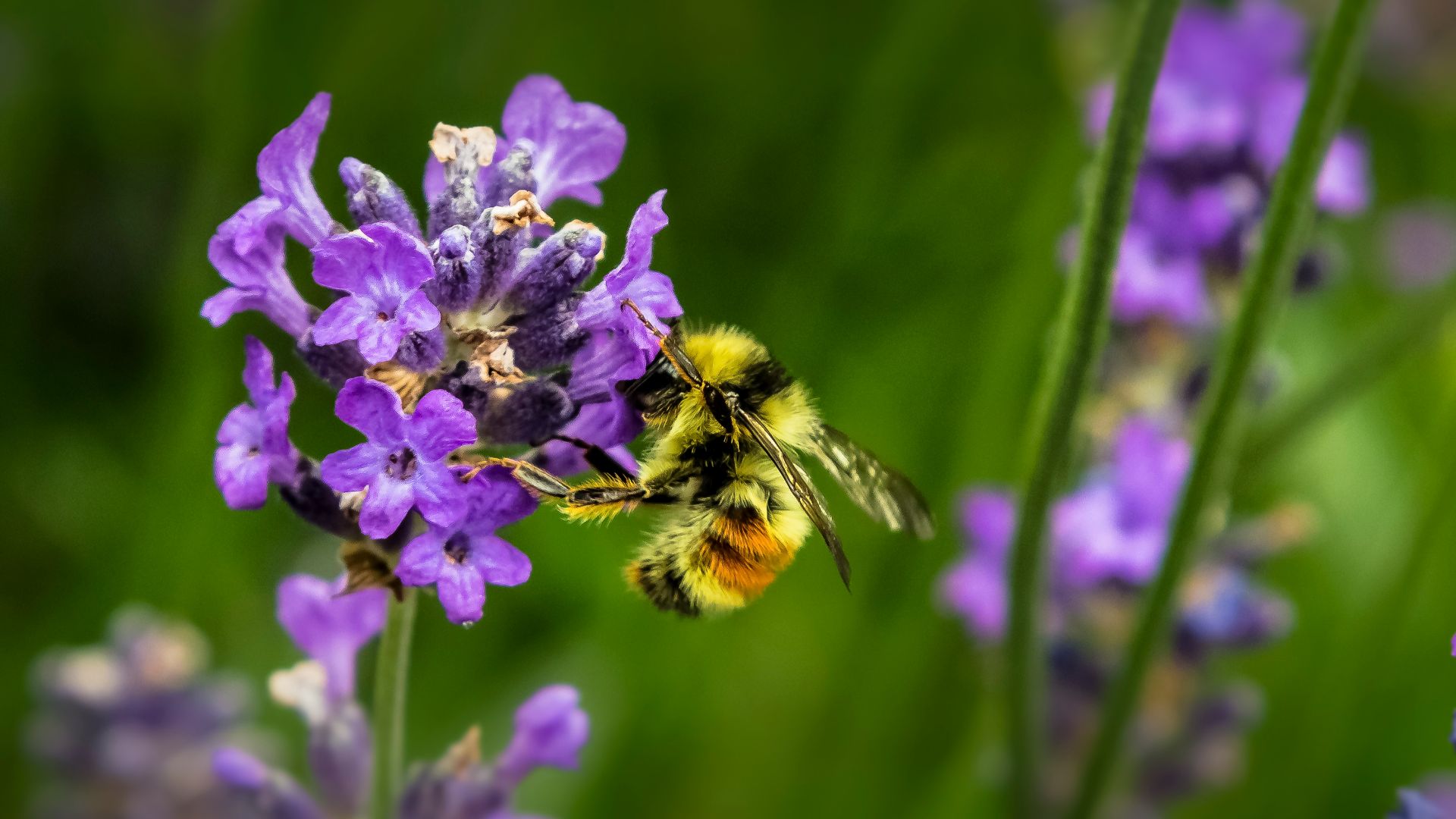 macro shot photography of bee
