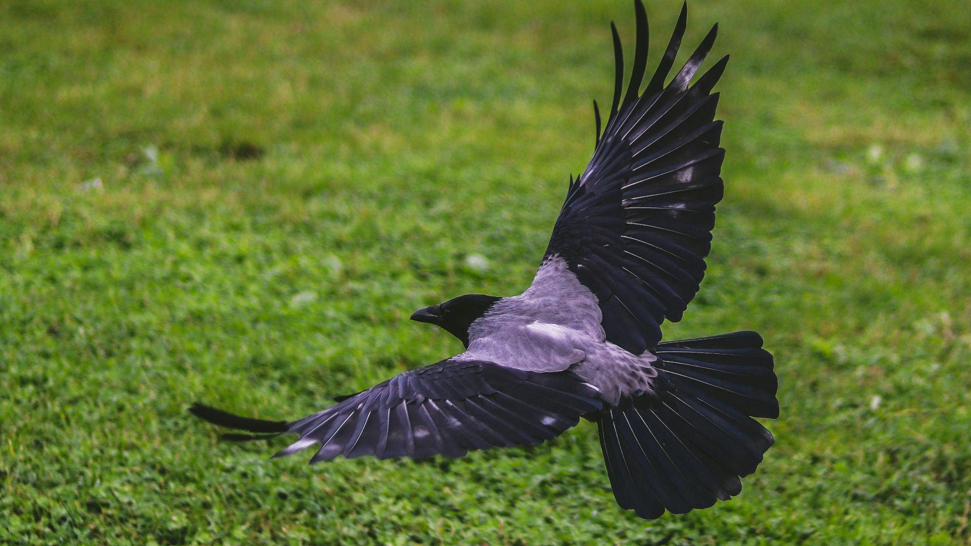 Batuhan Alper Bilginer