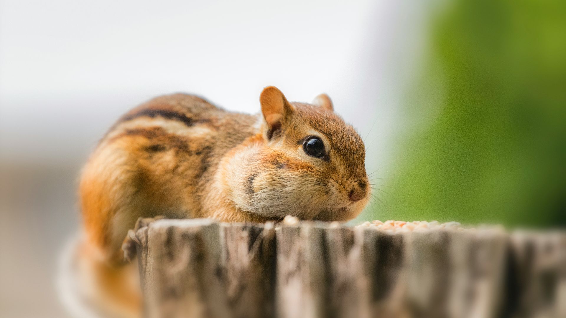 squirrel on brown wood