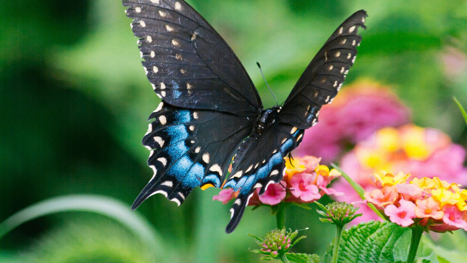 blue and black butterfly on yellow flower