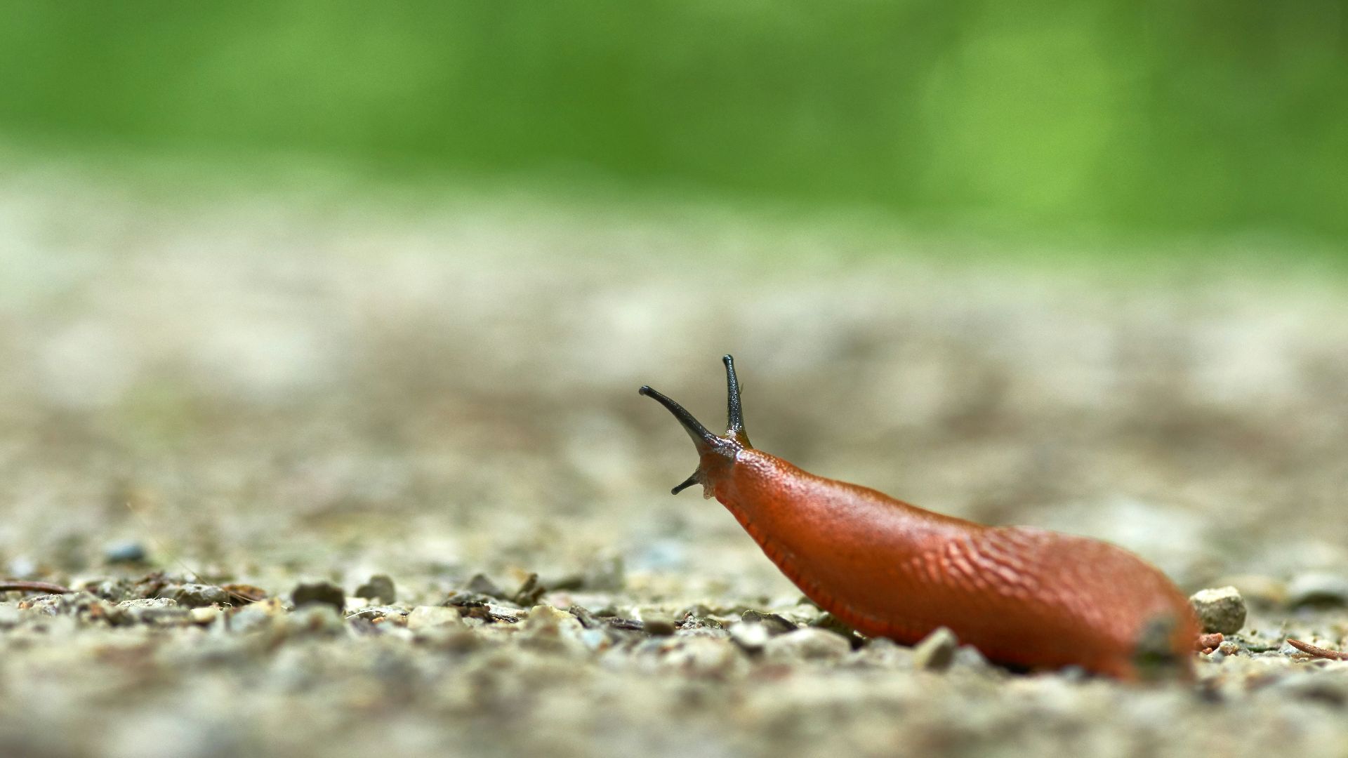 brown and black worm