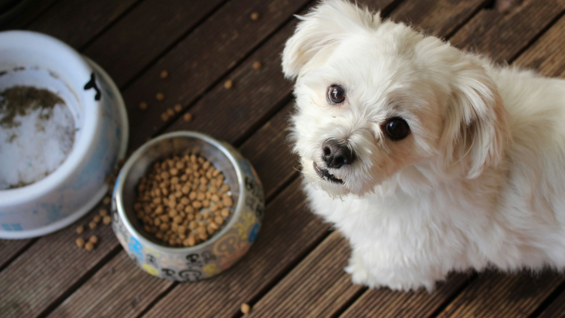 white long coat small dog on brown wooden floor