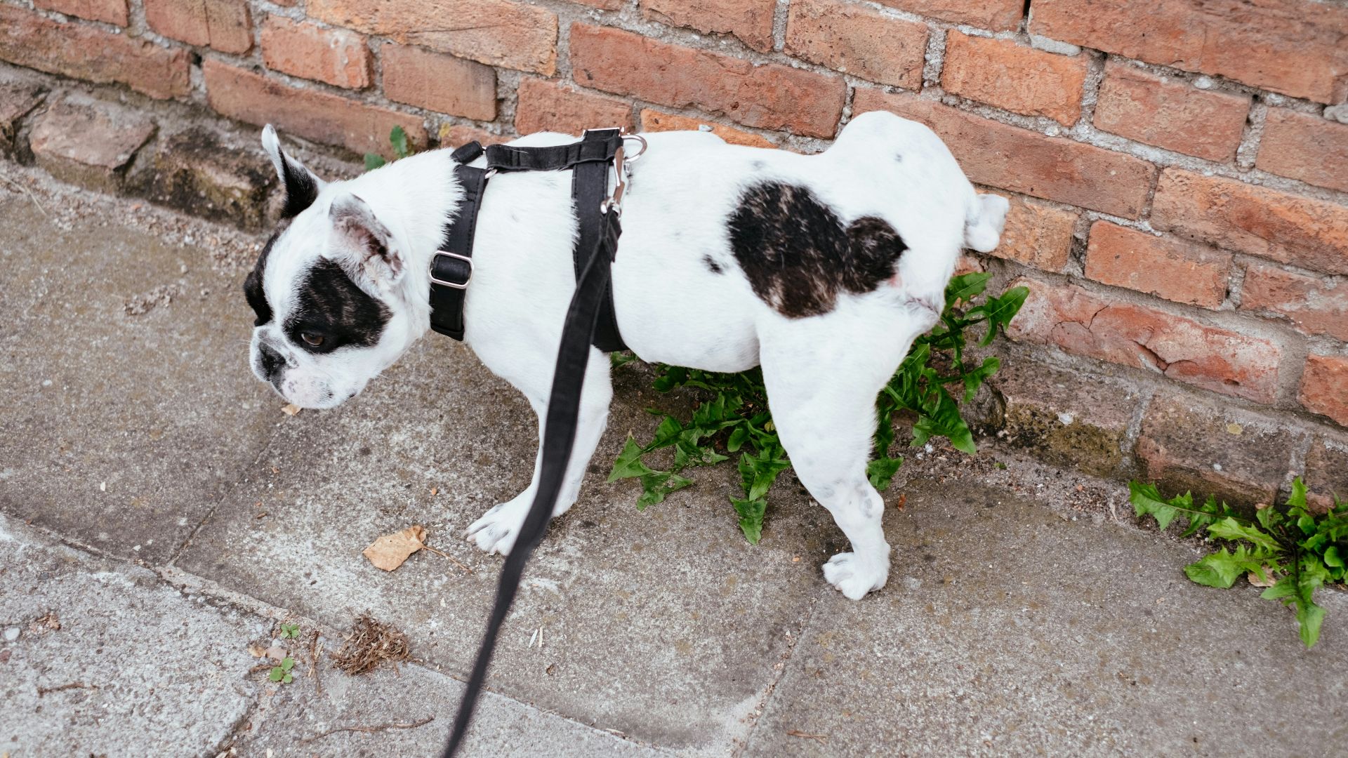 white and black short coated dog