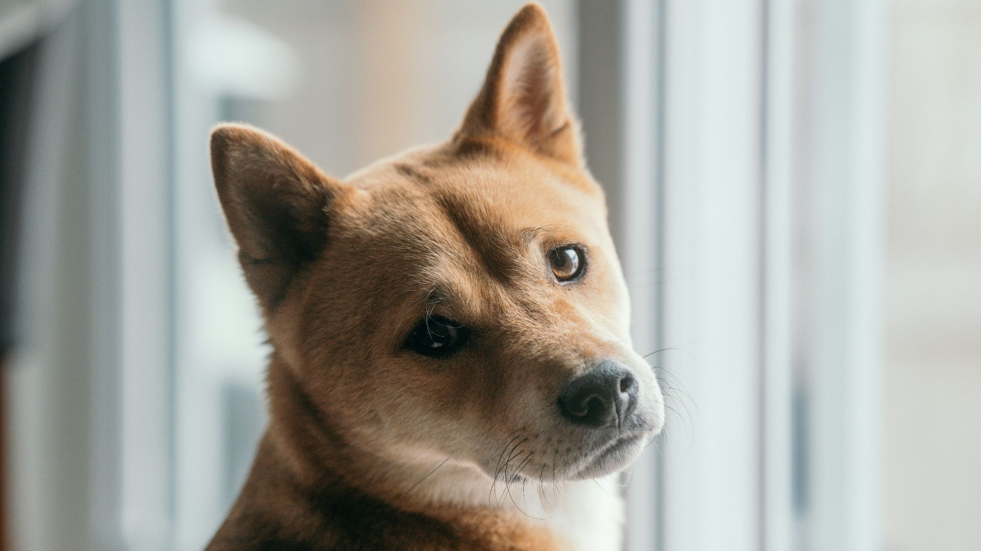 brown short coated dog looking out the window