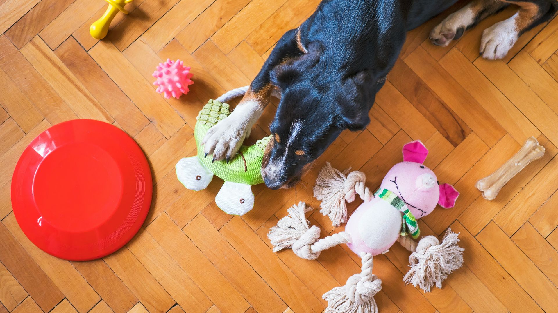 black and tan short coat medium sized dog lying on floor