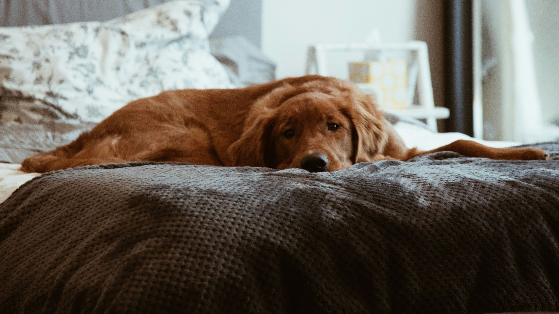 short-coated brown dog