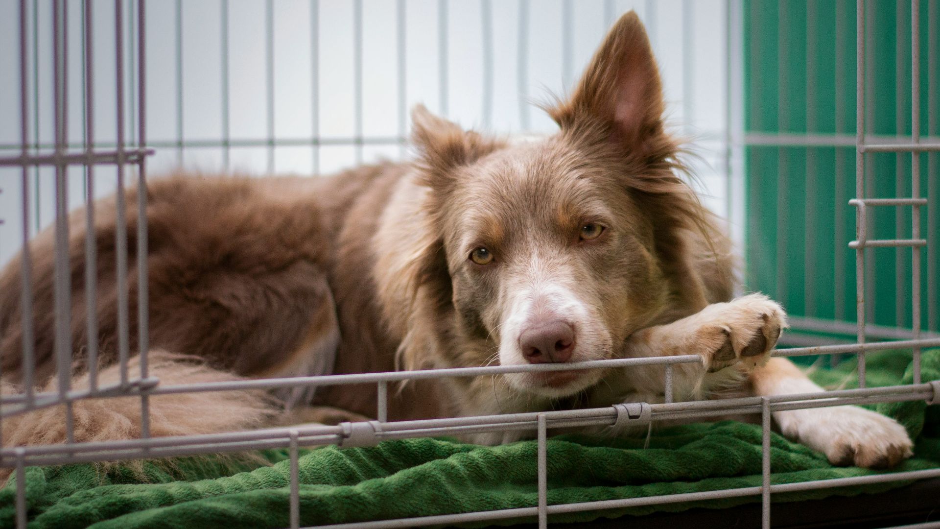 brown short coated dog lying on green metal cage