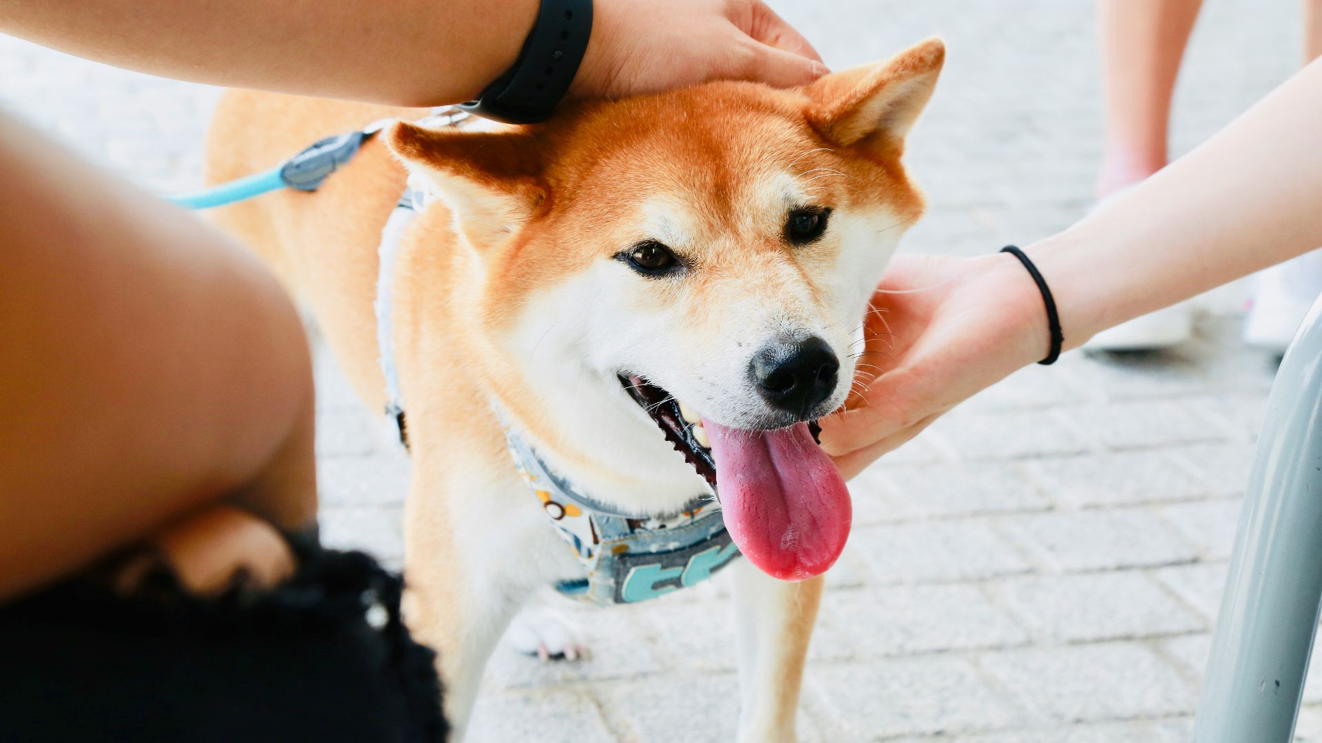 brown and white short coated dog