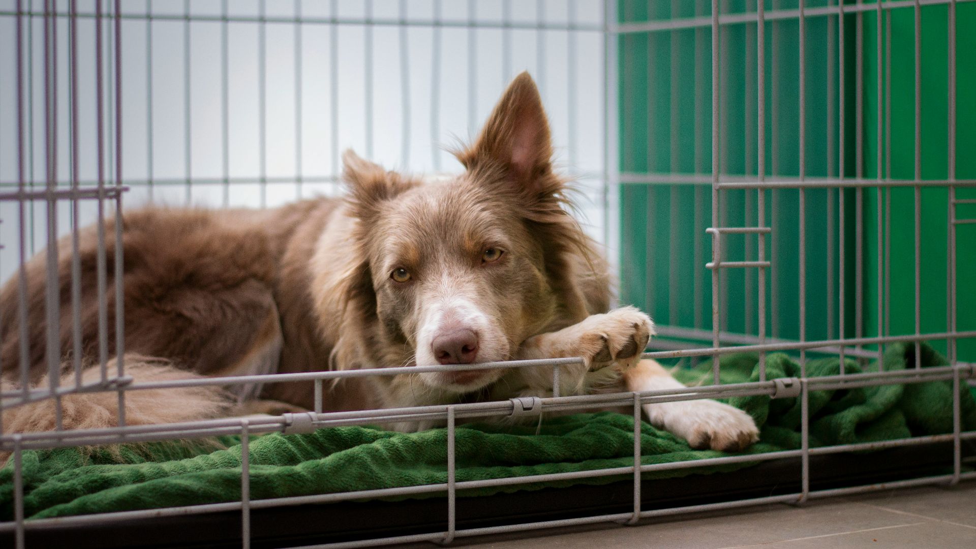 brown short coated dog lying on green metal cage