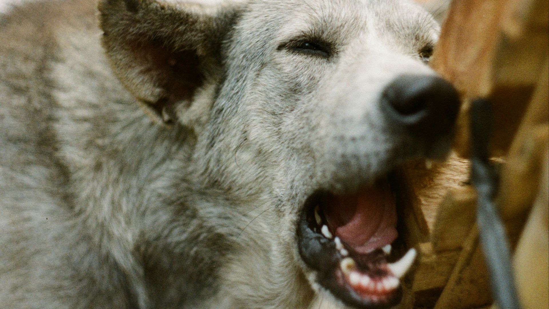 white and gray short coated dog