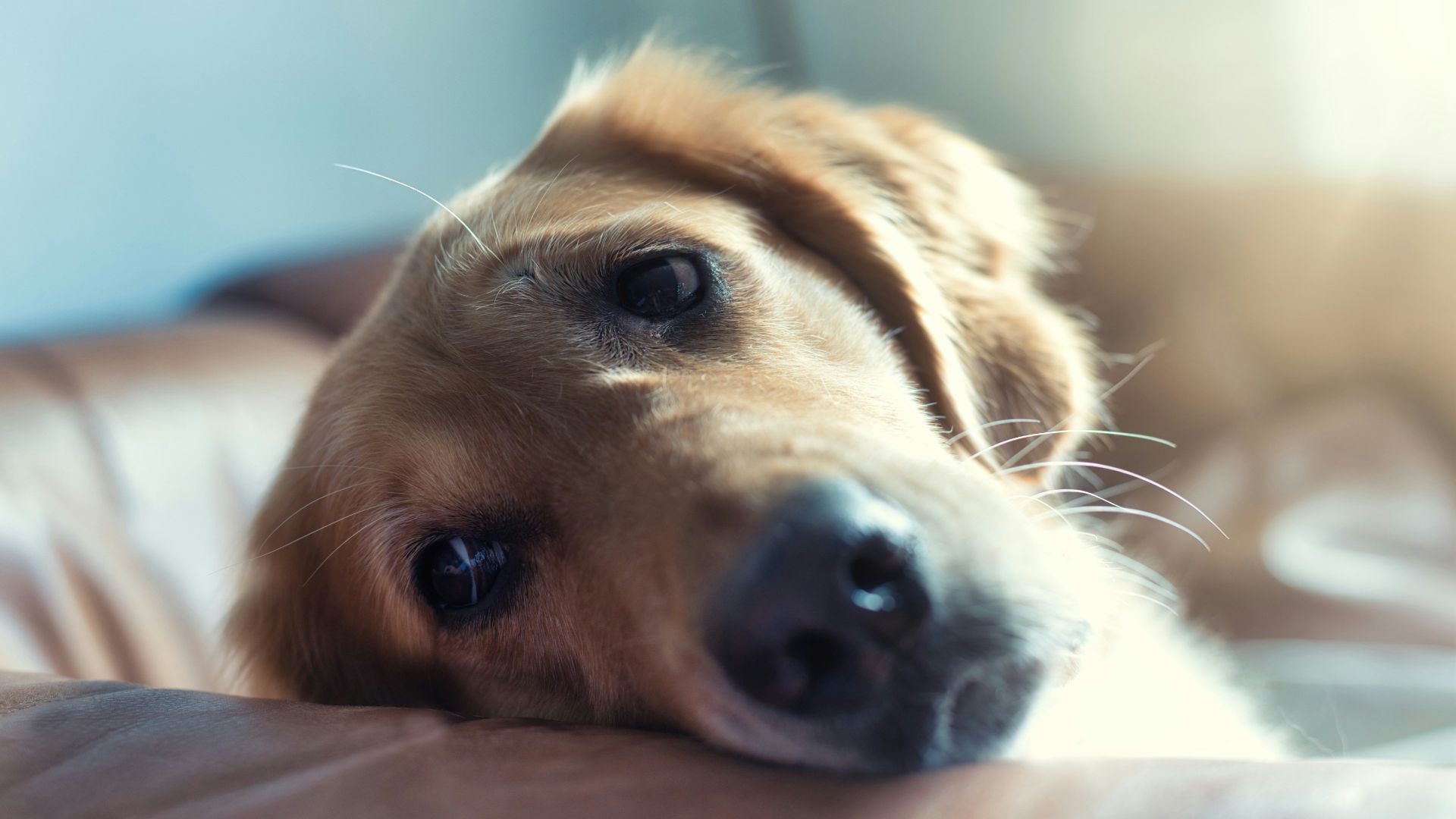 golden retriever lying on floor