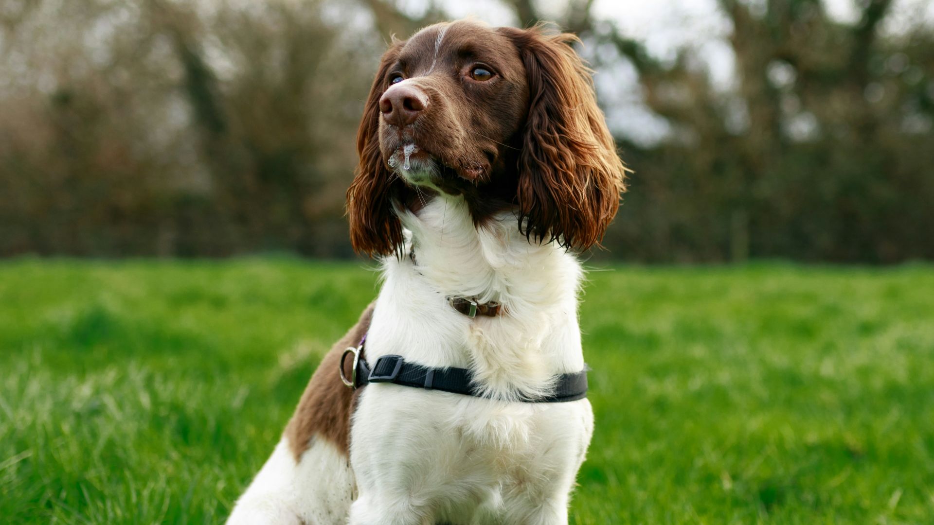 brown and white short coated dog on green grass field