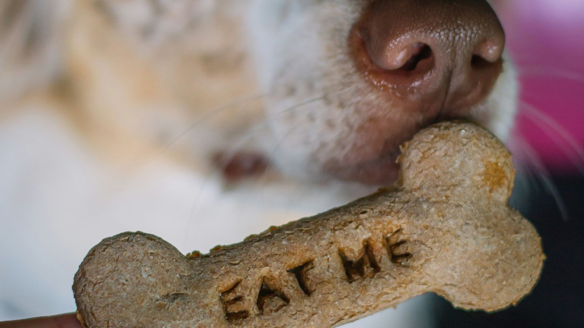 a close up of a person holding a dog bone