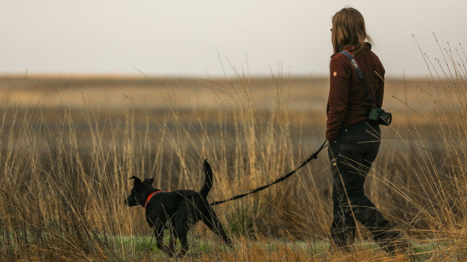 woman in brown jacket and black pants walking with black labrador retriever on brown grass field